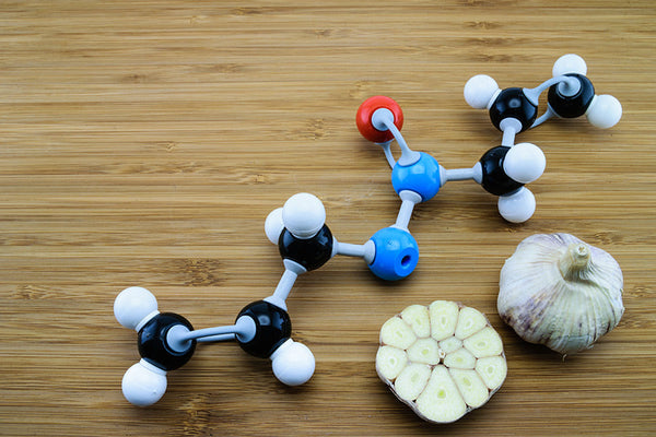 Molecular model with fresh garlic on wooden background.