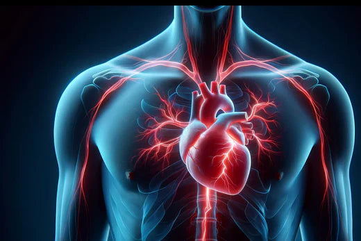 Human cardiovascular system with illuminated heart and blood vessels.