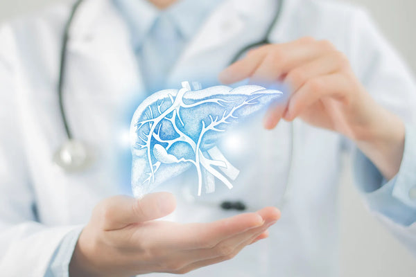 Doctor holding a digital liver hologram for health care.